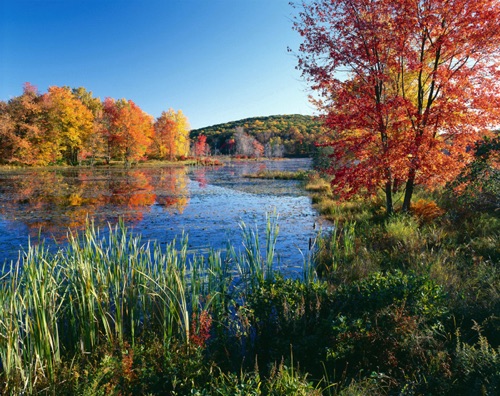 Copperhead Pond #2, Sussex County, NJ (MF).jpg Copperhead Pond #2, Sussex County, NJ (MF).jpg